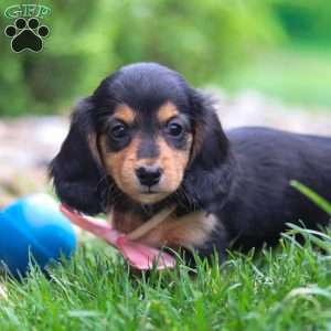 Barbie, Dachshund Puppy